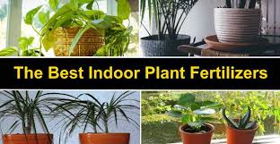 best fertilizer for plants