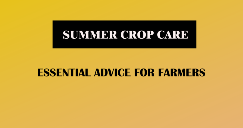 summer crop care