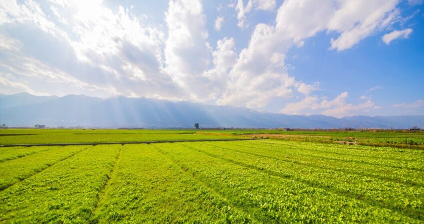 summer farming