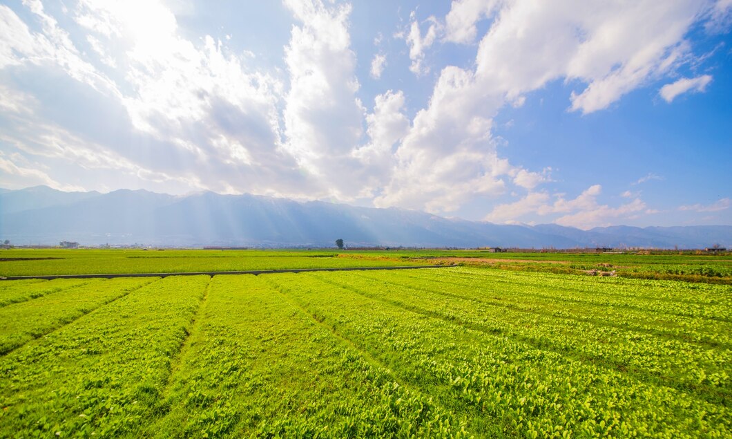 summer farming