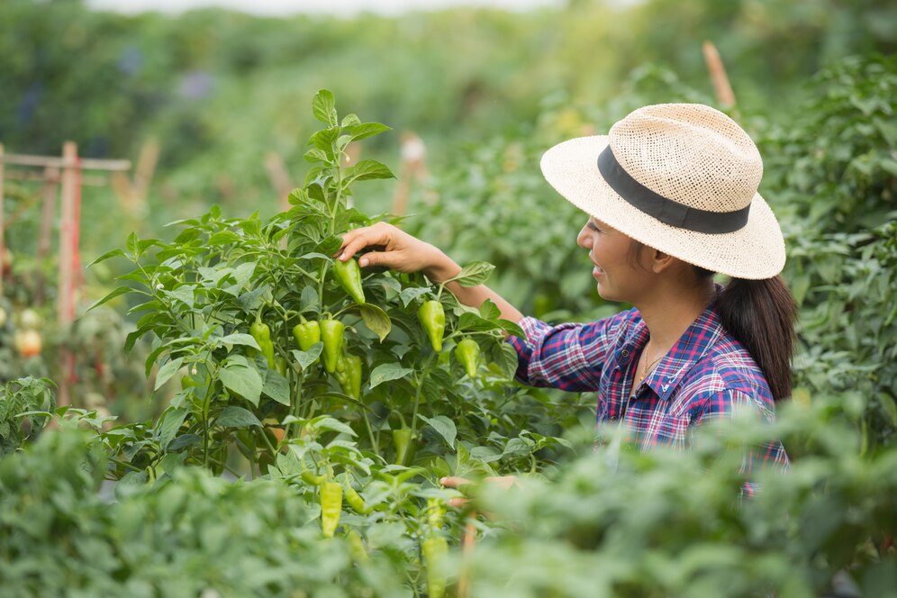 summer farming