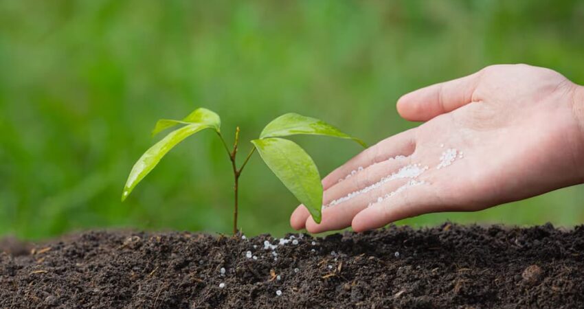 best time to fertilize