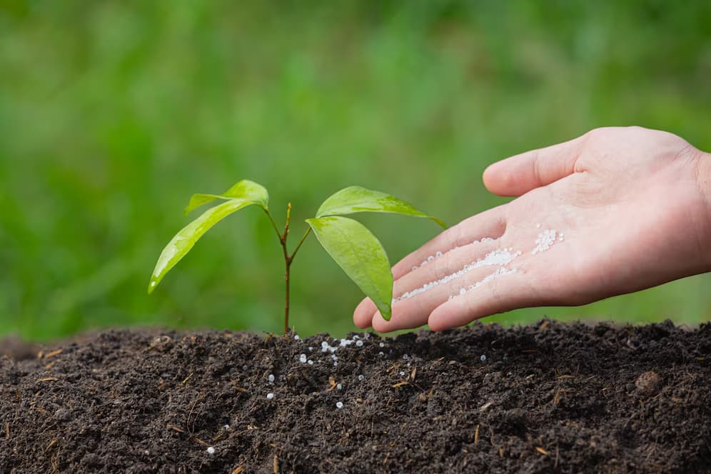 best time to fertilize