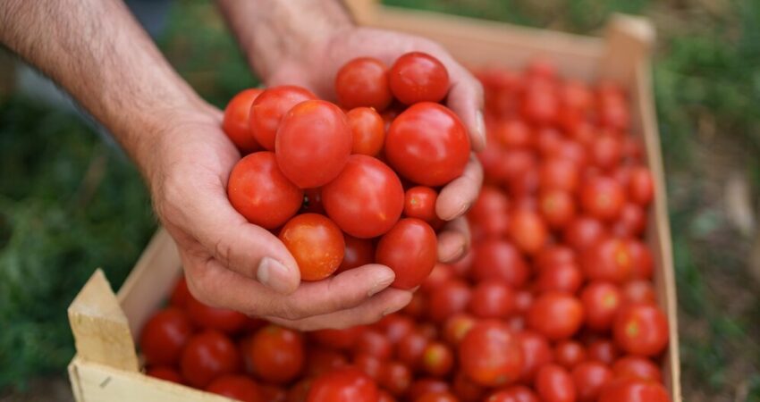 tomato farming