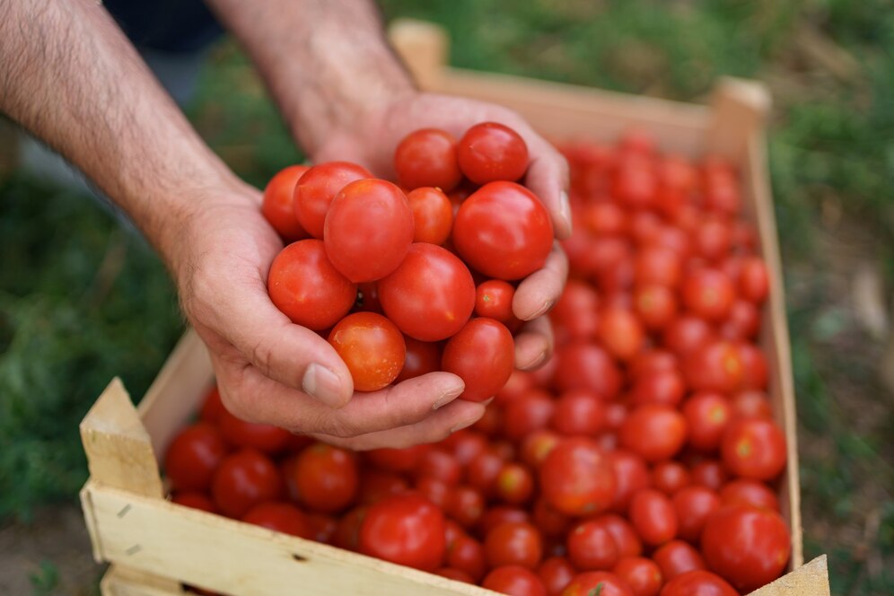 tomato farming