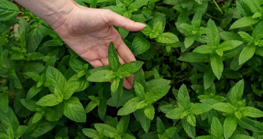 herb gardens for small spaces