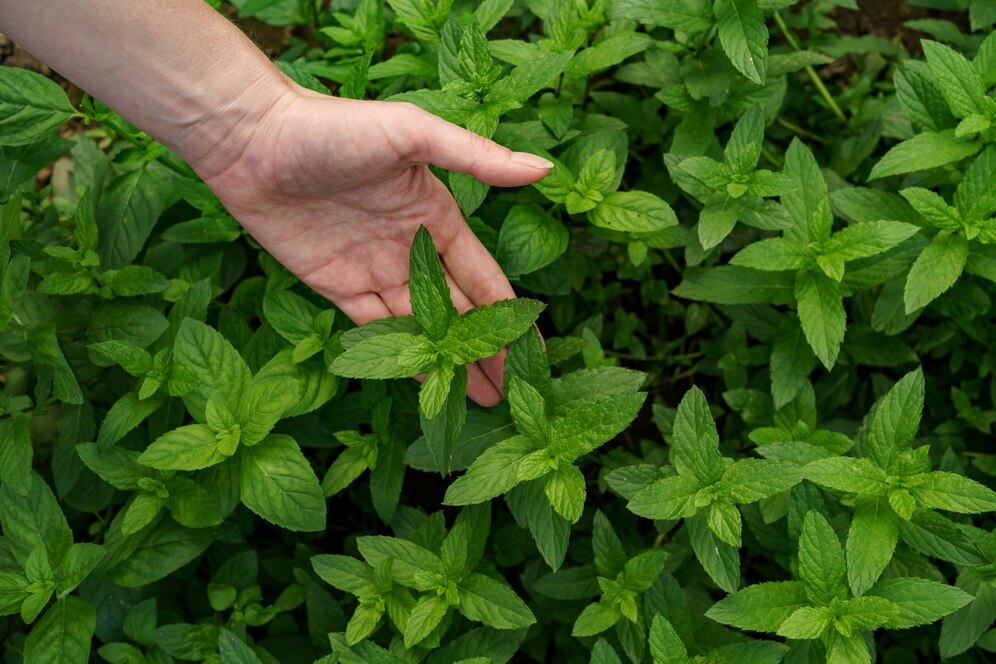 herb gardens for small spaces