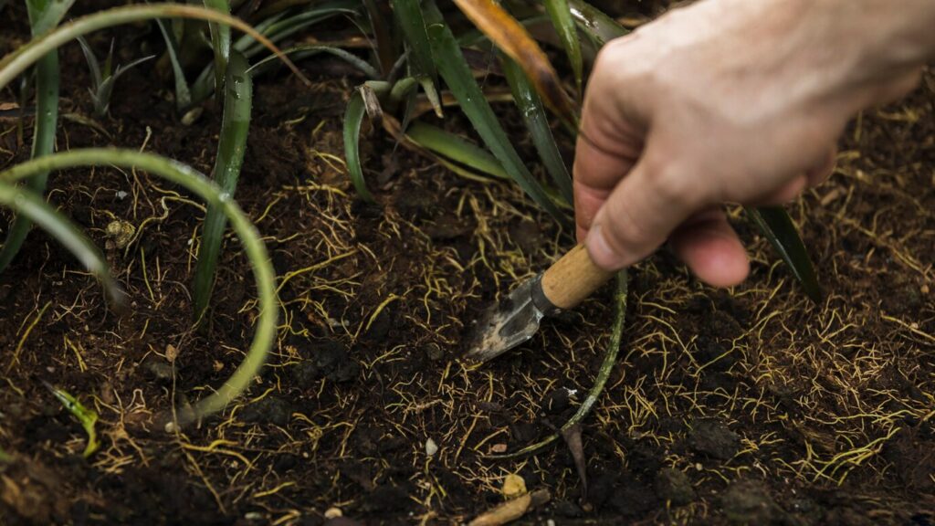 turmeric cultivation
